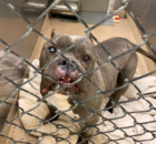 The dog hasn't been adopted in a year merely because of his slightly different appearance.