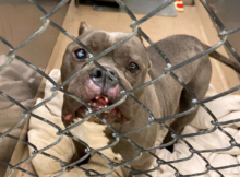 The dog hasn't been adopted in a year merely because of his slightly different appearance.