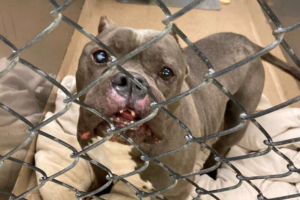 The dog hasn't been adopted in a year merely because of his slightly different appearance.