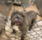 The dog hasn't been adopted in a year merely because of his slightly different appearance.